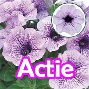 Bild von Petunia P12 "Actie" Compact Purple Vein